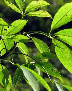 Fotografia 10 da espécie Ceiba speciosa no Jardim Botânico UTAD