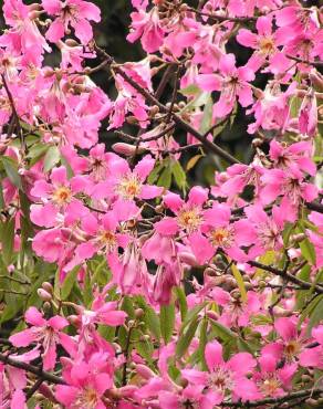 Fotografia 11 da espécie Ceiba speciosa no Jardim Botânico UTAD