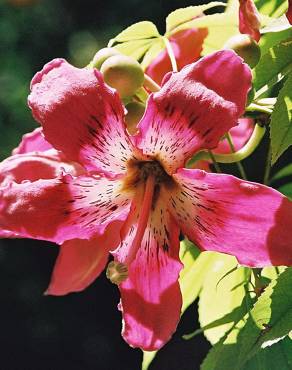 Fotografia 12 da espécie Ceiba speciosa no Jardim Botânico UTAD