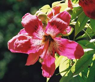 Fotografia da espécie Ceiba speciosa