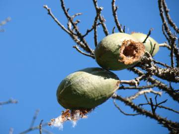 Fotografia da espécie Ceiba speciosa