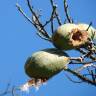 Fotografia 13 da espécie Ceiba speciosa do Jardim Botânico UTAD