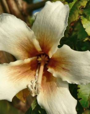 Fotografia 1 da espécie Ceiba insignis no Jardim Botânico UTAD