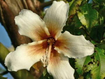 Fotografia da espécie Ceiba insignis