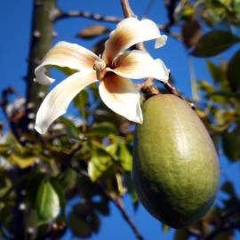 Fotografia da espécie Ceiba insignis