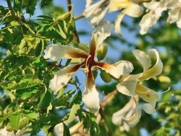 Fotografia da espécie Ceiba insignis