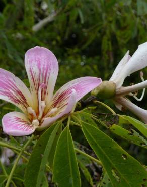 Fotografia 4 da espécie Ceiba insignis no Jardim Botânico UTAD