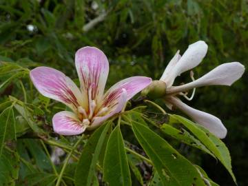 Fotografia da espécie Ceiba insignis