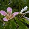 Fotografia 4 da espécie Ceiba insignis do Jardim Botânico UTAD