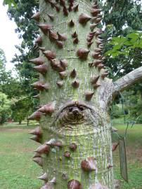 Fotografia da espécie Ceiba insignis