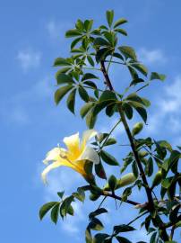 Fotografia da espécie Ceiba insignis