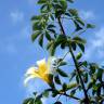 Fotografia 6 da espécie Ceiba insignis do Jardim Botânico UTAD