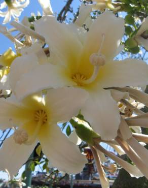 Fotografia 7 da espécie Ceiba insignis no Jardim Botânico UTAD