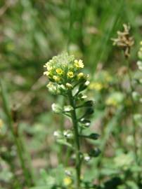 Fotografia da espécie Alyssum alyssoides