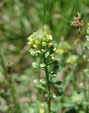 Fotografia 12 da espécie Alyssum alyssoides no Jardim Botânico UTAD