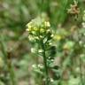 Fotografia 12 da espécie Alyssum alyssoides do Jardim Botânico UTAD