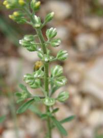 Fotografia da espécie Alyssum alyssoides