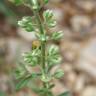Fotografia 13 da espécie Alyssum alyssoides do Jardim Botânico UTAD