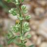 Fotografia 13 da espécie Alyssum alyssoides do Jardim Botânico UTAD