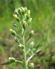 Fotografia da espécie Alyssum alyssoides