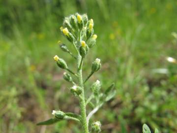 Fotografia da espécie Alyssum alyssoides