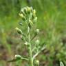 Fotografia 1 da espécie Alyssum alyssoides do Jardim Botânico UTAD