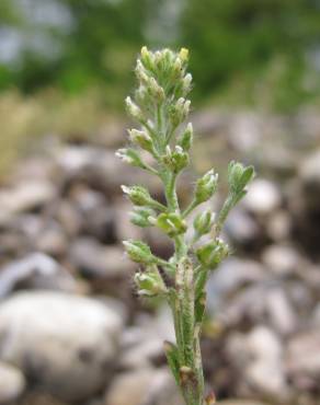 Fotografia 14 da espécie Alyssum alyssoides no Jardim Botânico UTAD