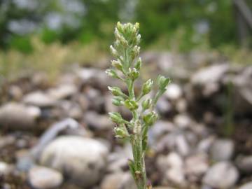 Fotografia da espécie Alyssum alyssoides