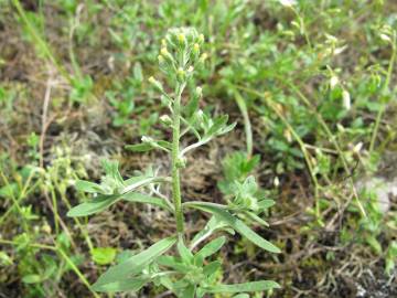 Fotografia da espécie Alyssum alyssoides