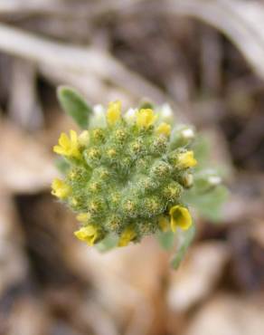 Fotografia 16 da espécie Alyssum alyssoides no Jardim Botânico UTAD