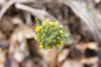 Fotografia da espécie Alyssum alyssoides