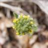 Fotografia 16 da espécie Alyssum alyssoides do Jardim Botânico UTAD