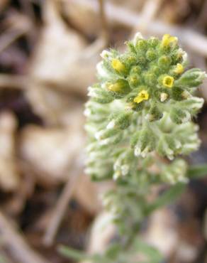 Fotografia 17 da espécie Alyssum alyssoides no Jardim Botânico UTAD