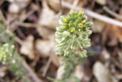 Fotografia da espécie Alyssum alyssoides