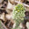Fotografia 17 da espécie Alyssum alyssoides do Jardim Botânico UTAD