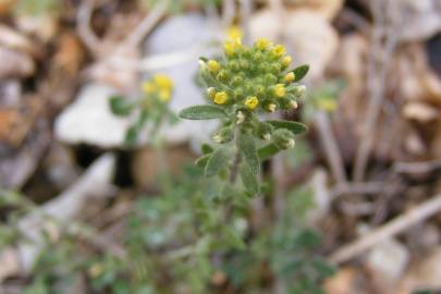 Fotografia da espécie Alyssum alyssoides