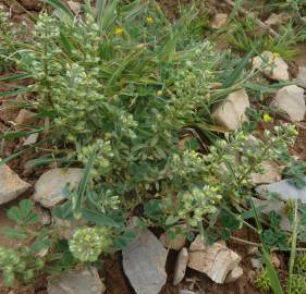 Fotografia da espécie Alyssum alyssoides