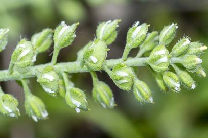 Fotografia da espécie Alyssum alyssoides