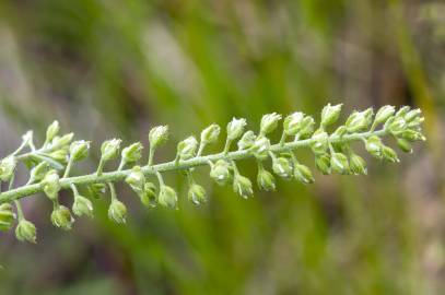 Fotografia da espécie Alyssum alyssoides