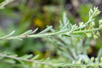 Fotografia da espécie Alyssum alyssoides