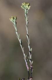 Fotografia da espécie Alyssum alyssoides