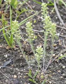 Fotografia da espécie Alyssum alyssoides