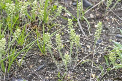 Fotografia da espécie Alyssum alyssoides