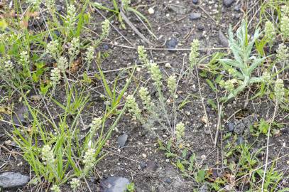 Fotografia da espécie Alyssum alyssoides