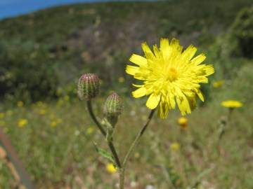 Fotografia da espécie Andryala integrifolia