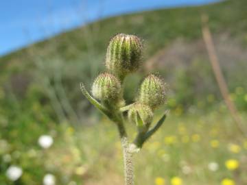 Fotografia da espécie Andryala integrifolia