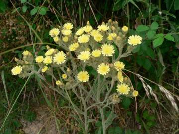 Fotografia da espécie Andryala integrifolia