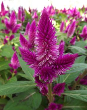 Fotografia 1 da espécie Celosia argentea no Jardim Botânico UTAD