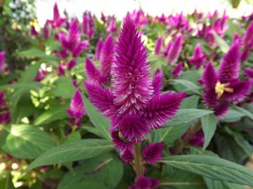 Fotografia da espécie Celosia argentea