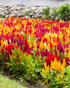 Fotografia 3 da espécie Celosia argentea no Jardim Botânico UTAD